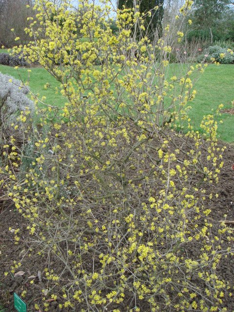 Cornus mas var. variegata fleur P22
